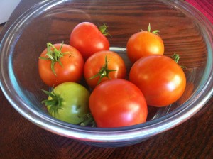some of my tomato harvest